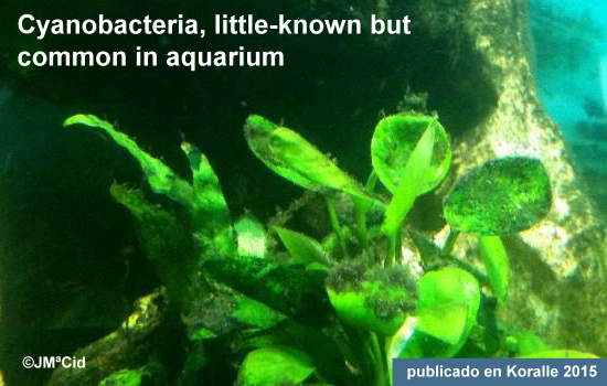 Cyanobacteria, little-known but common in  aquarium