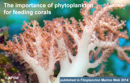 The importance of phytoplankton for feeding corals