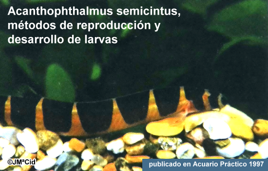 Métodos de reproducción y desarrollo de las larvas en Acanthophthalmus Semicintus