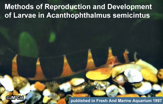 Methods of reproduction and development of lavae in Acanthophthalmus Semicintus