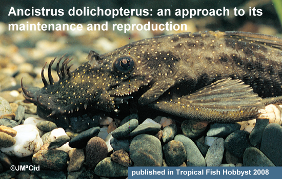 Ancistrus dolichopterus: An Approach to Its Maintenance &Reproduction