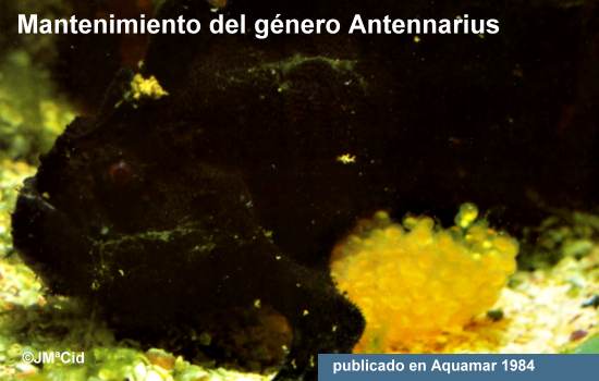 Mantenimiento del género Antennarius