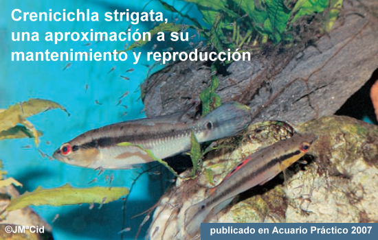 Crenicichla Strigata, una aproximación a su mantenimiento y reproducción