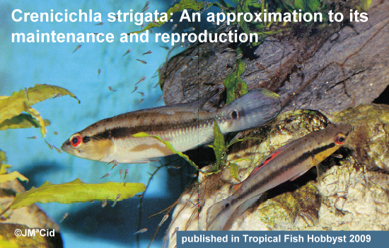 Crenicichla strigata: An Approximation of Its Maintenance and Reproduction