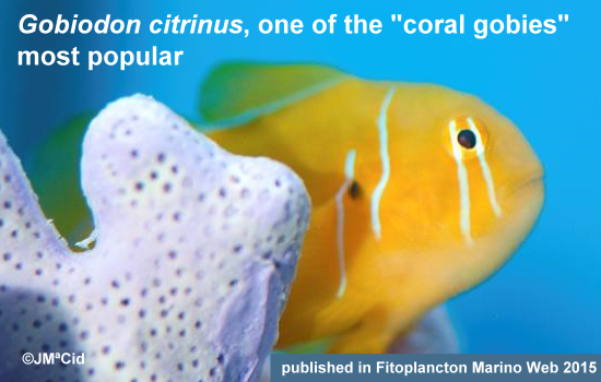 Gobiodon citrinus, one of the “coral gobies” most popular