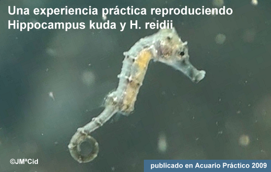 Una experiencia práctica reproduciendo Hippocampus kuda e H. reidii
