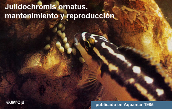 Julidochromis ornatus, mantenimiento y reproducción