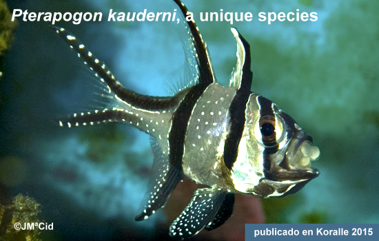 Pterapogon kauderni, a unique species