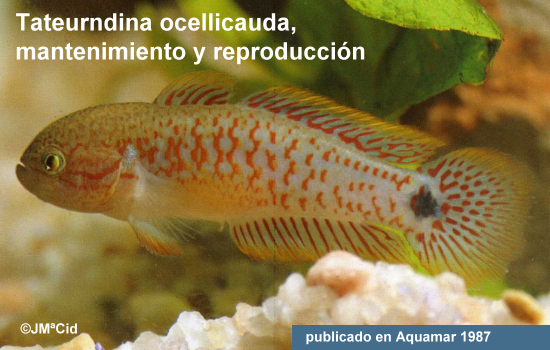Tateurndina ocellicauda, mantenimiento y reproducción