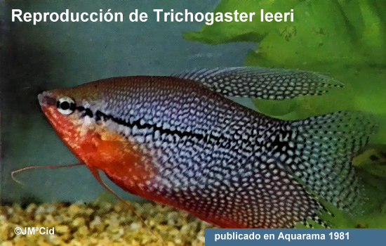 Notas acerca del Trichogaster leeri