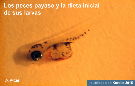 Los peces payaso y la dieta inicial de sus larvas
