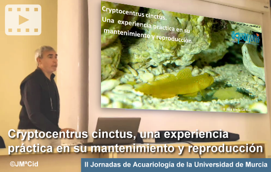 Cryptocentrus cinctus - Jornadas Univ. Murcia 2017