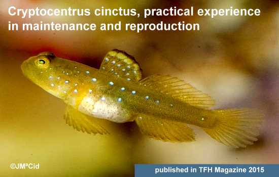 Cryptocentrus cinctus. Practical experience in maintenance and reproduction