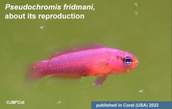 <i>Pseudochromis fridmani</i>. About its reproduction