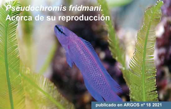 <i>Pseudochromis fridmani</i>. Acerca de su reproducción
