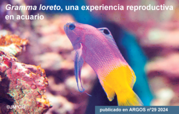 Gramma loreto, una experiencia reproductiva en acuario