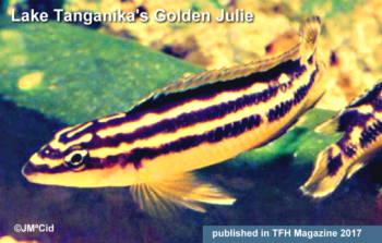 Lake Tanganika's Golden Julie