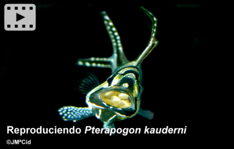 Reproduciendo <i>Pterapogon kauderni</i>