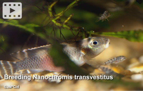 Breeding Nanochromis transvestitus