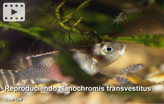Reproduciendo Nanochromis transvestitus