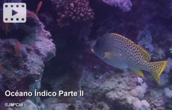 Océano Índico 2