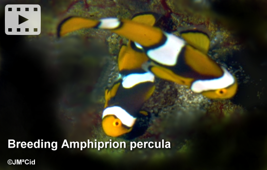Breeding Amphiprion percula