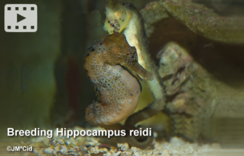 Breeding Hippocampus reidii