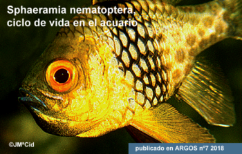 Sphaeramia nematoptera, ciclo de vida en el acuario