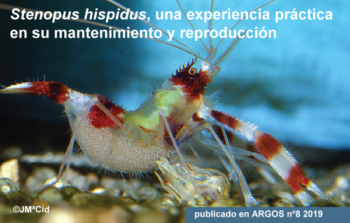 <i>Stenopus hispidus</i>, mantenimiento y reproducción
